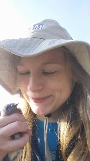 Sarah McPeek proudly surveys a male eastern bluebird captured in her mist net.