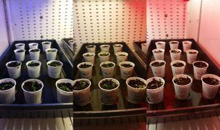 Morgan Engmann is growing Arabadopsis mutants under blue, white and red light.