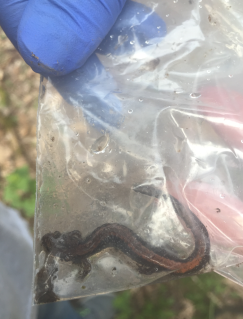 Yoditt Hermann holds a salamander collected from one of her sampling sites at the BFEC. Her project is looking at the pH and soil moisture levels favorable for salamander habitat.