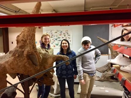 Sarah McPeek, Hannah Wedig, and Jess Kotnour got a behind the scenes tour of the Smithsonian Museum of Natural History's vertebrate paleontology collection. Here they are with two of the national collection's triceratops skulls.